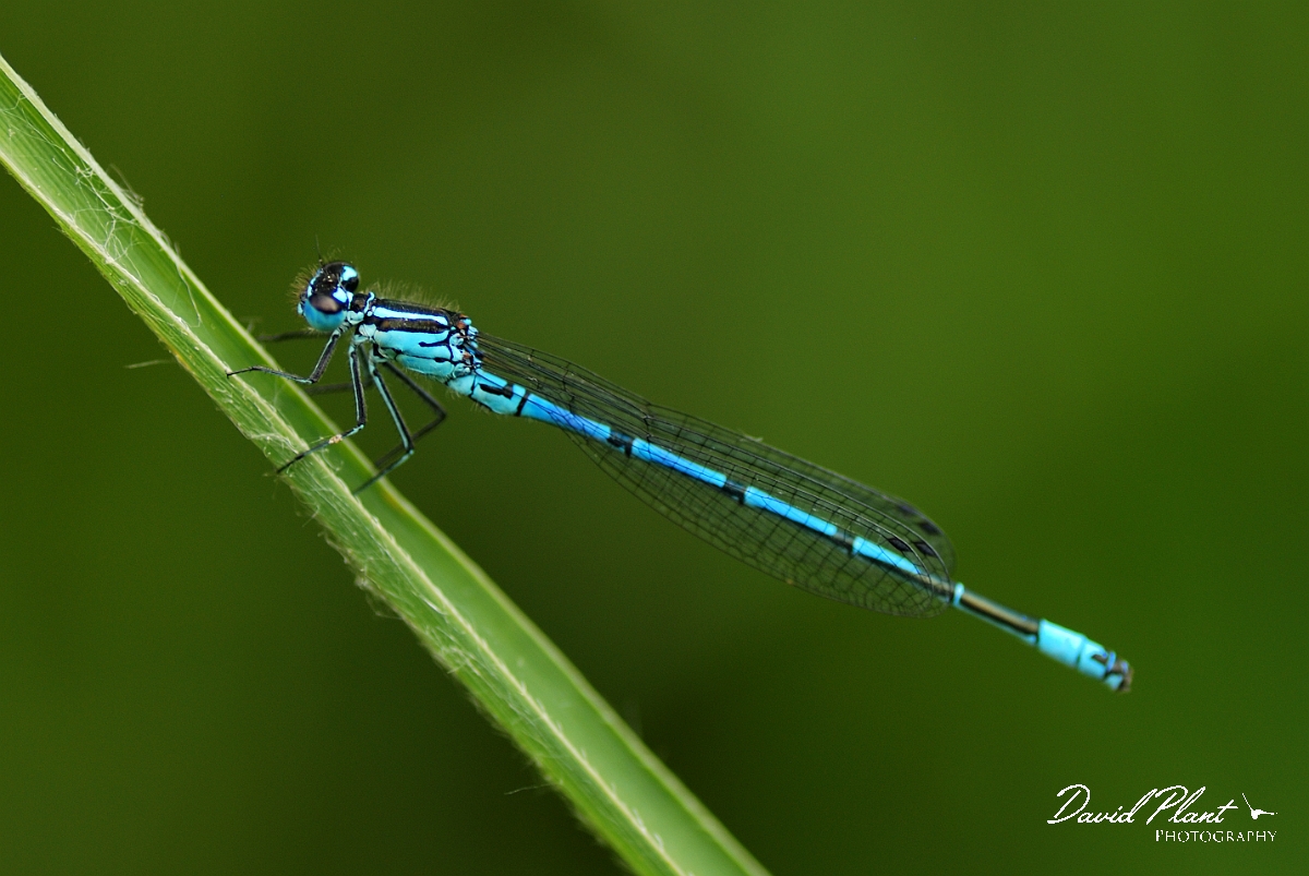 David Plant Photography - Wildlife Photographer - Azure damselfly - D.jpg - Azure damselfly, male - Cambridgeshire